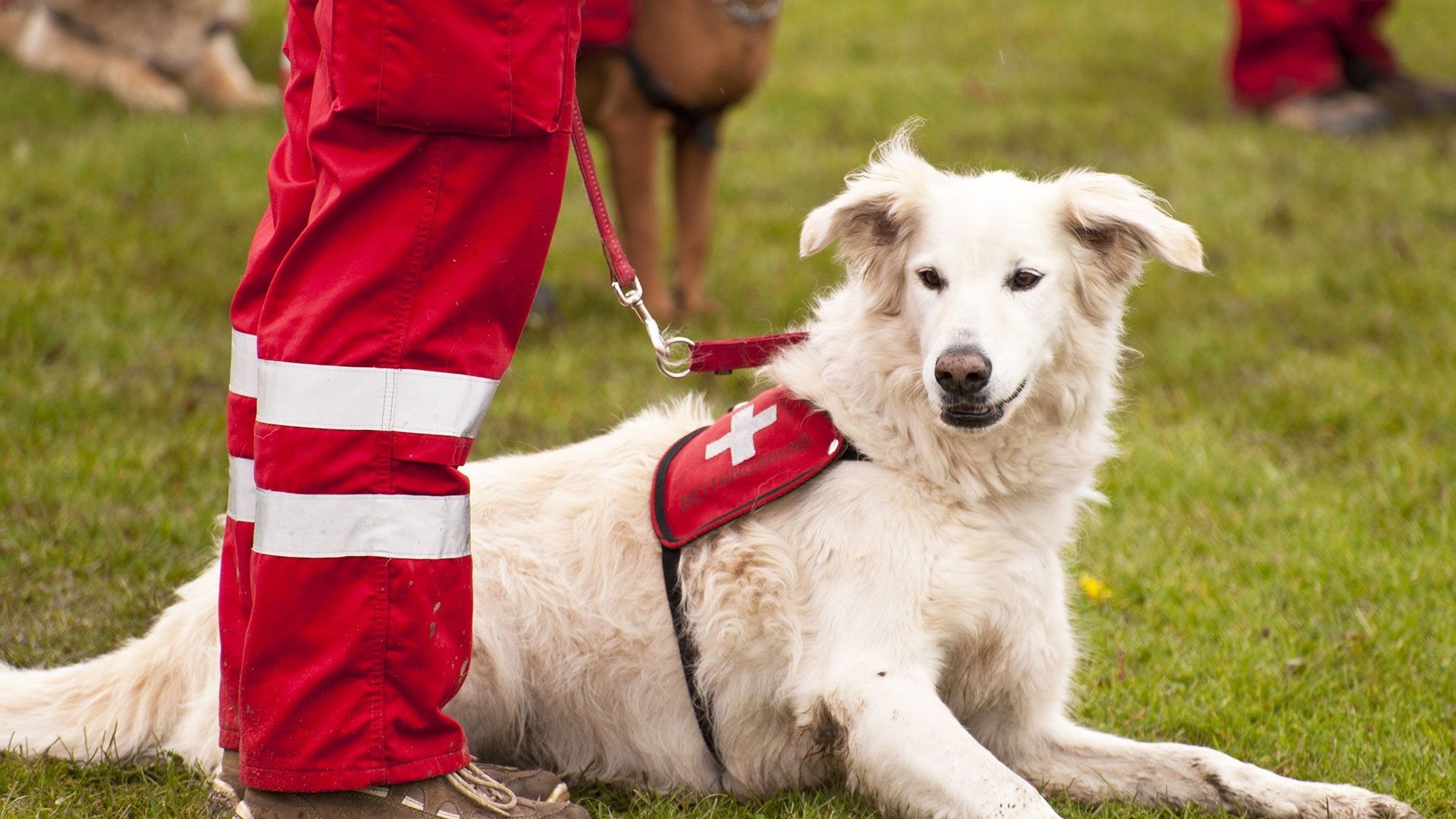 Dogs with incredible jobs - My5